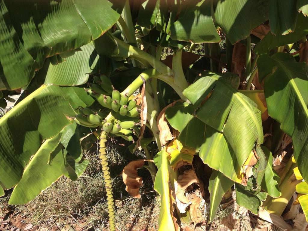 Τhe Banana Tree Beach House Villa Marathón Kültér fotó